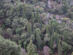 Santa Lucia fir (Abies bracteata). Miller Creek Canyon, Ventana Wilderness, Los Padres National Forest, Monterey County, CA. Copyright © Leor Pantilat. 